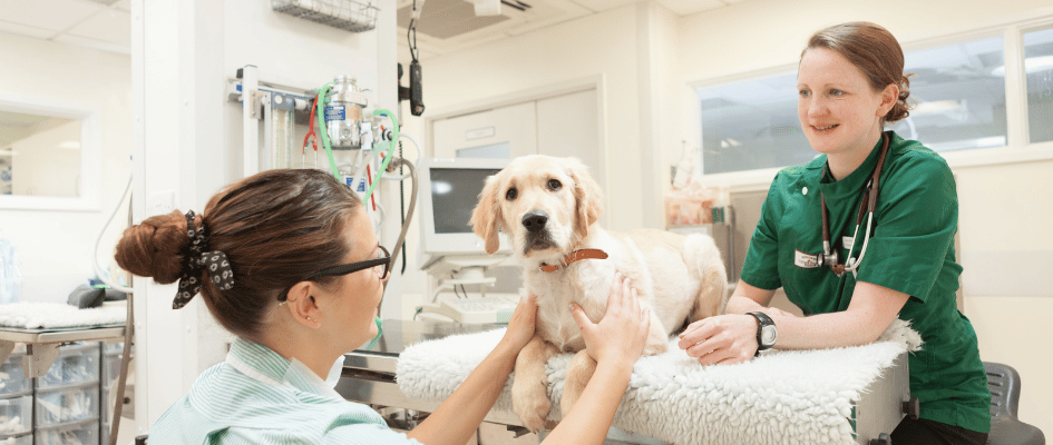 Goddard Veterinary Group - West Ham